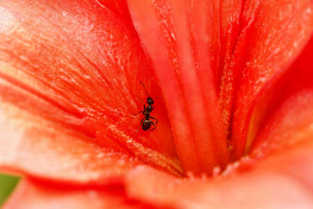 Ant in big orange lily at summer dayの写真素材