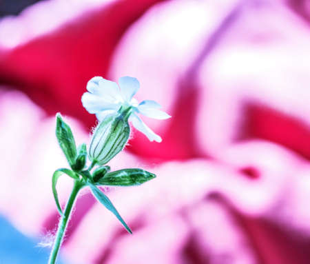 Beauty white flower on pink background for designの写真素材
