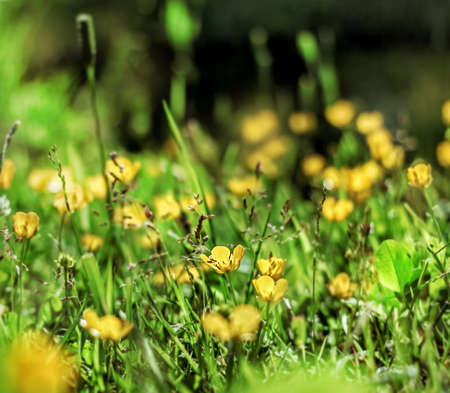 Beauty yellow buttercups in sunny summer grassの写真素材