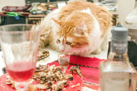 Red cat on mess of post-holiday tableの写真素材