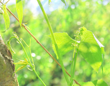 Best green leaves of wild grapes in sunlightの写真素材