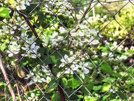 Nice white blooming blackberries in sunny summer dayの写真素材