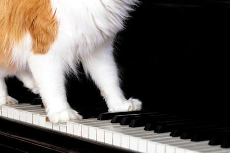 White paws of adult red cat on piano keyboardの写真素材