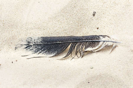 Black bird feather on sand at dayの写真素材