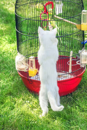 White little cat about bird in cage on green grassの写真素材