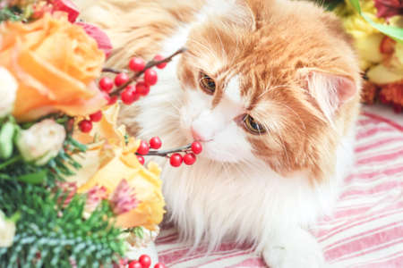 Nice adult red cat and bright bouquetの写真素材