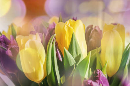 Happy bouquet of yellow tulips with purple in light bokehの写真素材