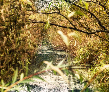 Thickets near water at cloudy fall weather