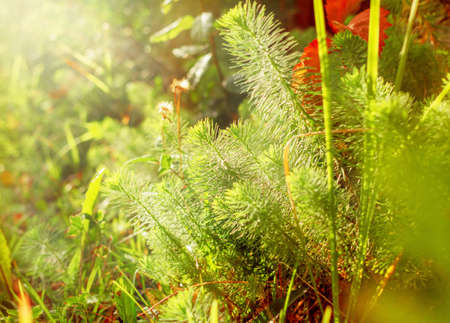 Tender greens in sunshine weather of bright autumn dayの写真素材