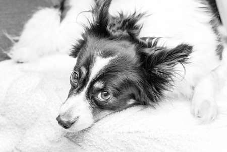 Pretty adult black-and-white dog with brown eyes looks pitifully in black and whiteの写真素材