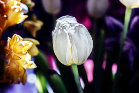 Beeauty white tulip on dark background in sunny raysの写真素材