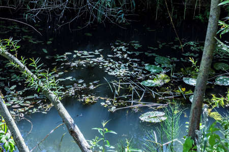 Swampy water in deep forest sunny day