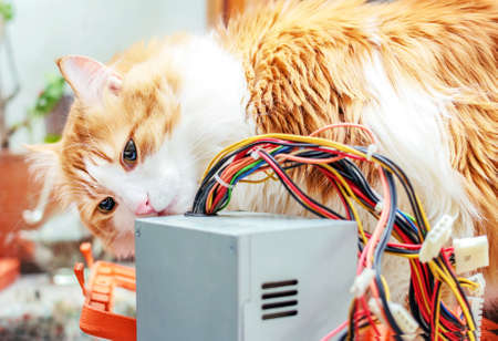 Adult smart red cat and computer wiresの写真素材