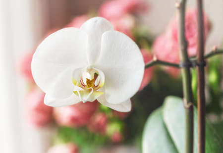 Flower of white orchid on tender pink backgroundの写真素材