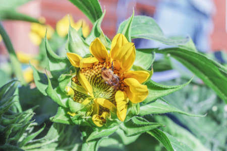 Bumblebee in tender yellow flower of sunflower at summer day