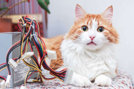 Adult pretty red cat with open eyes and computer wires の写真素材
