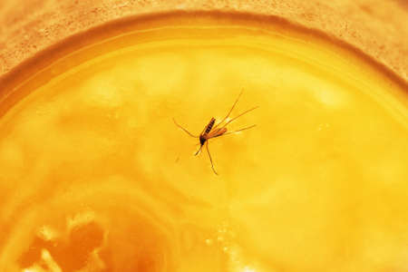 Mosquito stuck in honey like symbol of pitfallの写真素材