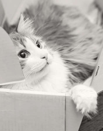 Adorable adult cat in paper box in black and whiteの写真素材