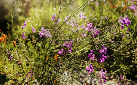 Pretty summer purple flowers at sunny summer day