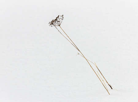 Dry blade of grass in white winter snow spaceの写真素材