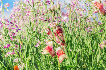 Pretty colorful summer flowers in field at happy mood weatherの写真素材