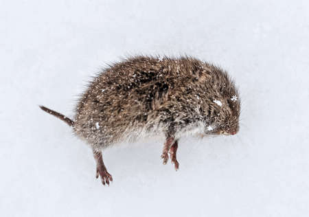 Gray little frozen mouse in snow at cloudy winter dayの写真素材