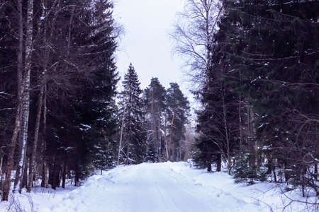 Snowy road in forest among tall trees at cloudy winter dayの写真素材