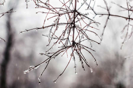 Tender clear drops on snow beauty branchesの写真素材