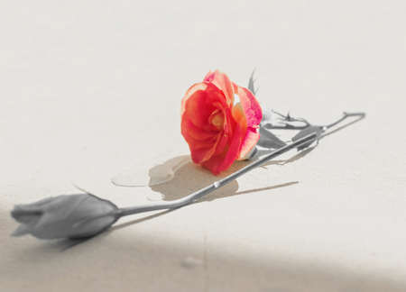 Delicate one red flower on light background with sepia momentsの写真素材