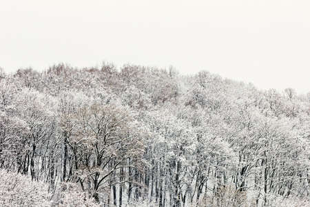 Beauty snow covered trees at cloudy winter day