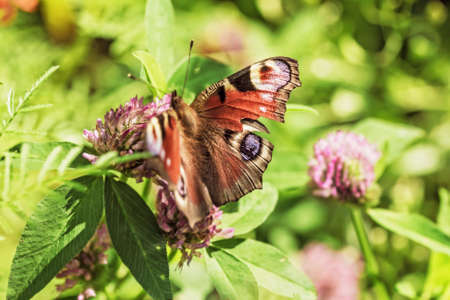 Beauty butterfly on clover flower at sunny summer dayの写真素材