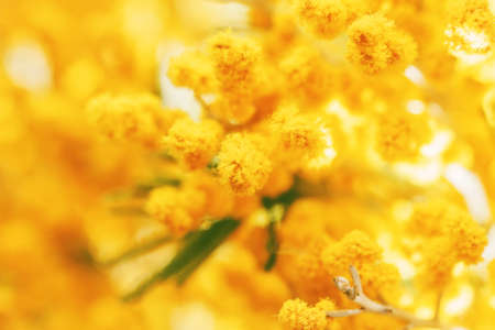 Nice balls of fresh mimosa for good moodの写真素材