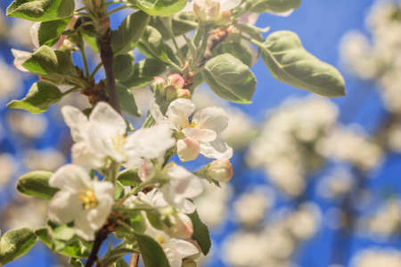 Flowering apple tree branch at happy bright sunny weatherの写真素材