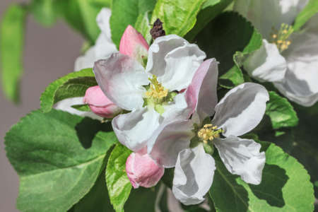 Flowering apple tree branch at happy bright sunny weather