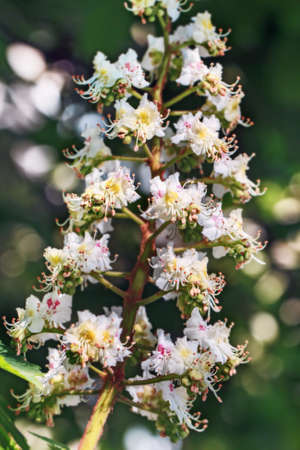 Fresh aromatic flowering branch of chestnut at spring sunny dayの写真素材
