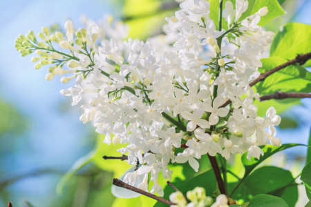 Beauty fresh white flowering lilac branch at sunny spring dayの写真素材