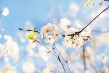 Pretty white cherry blossoms at sunny day on blue background