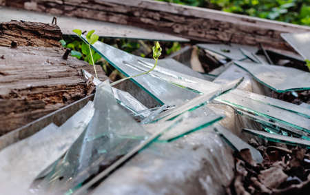 Beauty broken glass in old wooden and spring grass