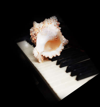 White seashell on piano keys bokeh on black background