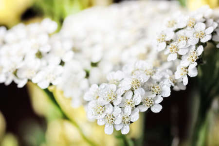 Beauty tender white flowers of yarrow largeの写真素材