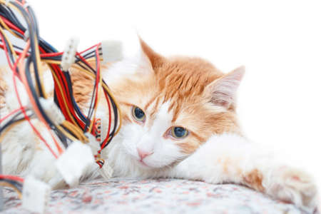 Pretty adult red cat and computer wires in bright home interior
