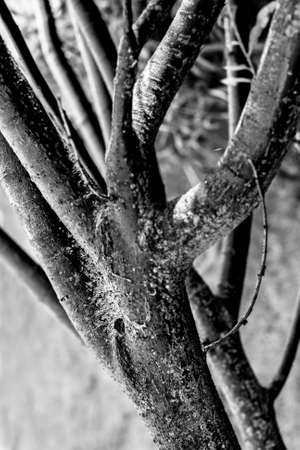 Thick branches of tree in black and white tones