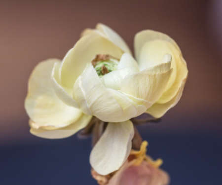 Beauty soft white ranunculus blurred for romantic mood