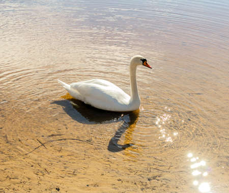 White swan on water in sunny weather