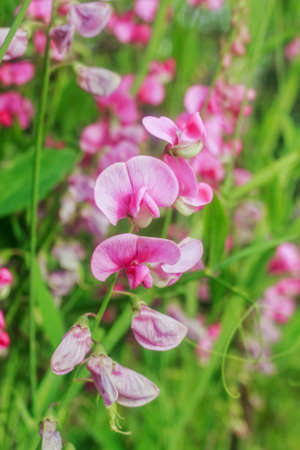 Beauty bright pink flowers of lathyrus odoratus at summer gardenの写真素材