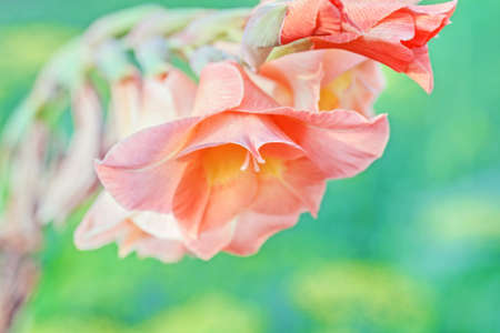 Flower of charming orange gladiolus large at summer gardenの写真素材