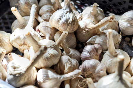 White harvest heads of garlic at fall sunny day