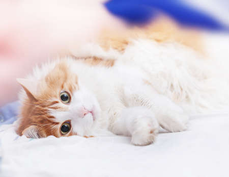 Pretty adult red cat is lying looking at cameraの写真素材