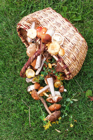 Forest mushrooms and wicker basket on green grass at dayの写真素材