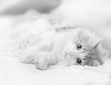 Pretty adult cat is lying looking at camera in black and whiteの写真素材